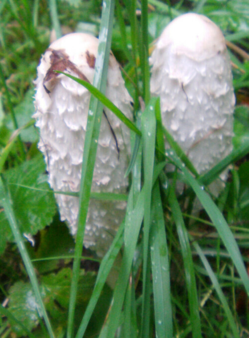 Tintlinge können z. B. auch  an ihrer Wuchsform wie den im Alter dunkelgefärbten Schirmrändern(Lamellen) erkannt werden.
http://de.wikipedia.org/wiki/Schopftintling

Aufnameort: Eiershausen Hirschbergwald
Kamera: Medion Digitaler Full-HD-Camcorder mit Touchscreen Medion Life