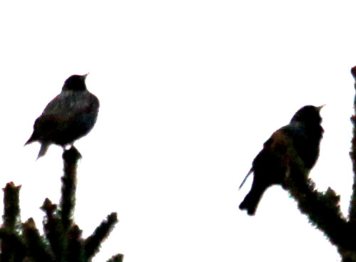 zwei-stare-sturnus-vulgaris-l-1758-am-morgen-16414.jpeg