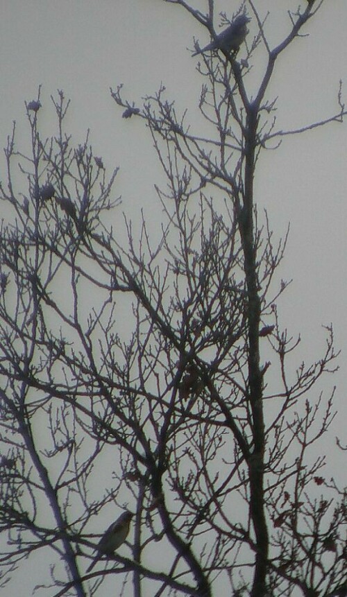 zwei-wacholderdrosseln-turdus--15947.jpeg