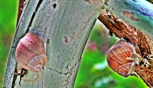 Das schleimige Epiphragma dient den Weinbergschnecken als vorübergehender Verdunstungsschutz.
https://de.wikipedia.org/wiki/Weinbergschnecke

Aufnameort: Eiershausen Vordach
Kamera: Canon EOS 1300D