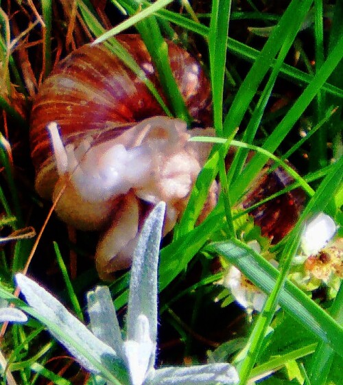 Die Weinbergschnecken sind eine häufige Art Gehäuseschnecke.
Sie gehören zu den Schnirkelschnecken(Helicidae).
https://de.wikipedia.org/wiki/Gundermann
Hier erfolgt eine Begattung, wobei der eine Partner der Gebende, der andere der Empfangende ist und danach umgekehrt.


Aufnameort: Eiershausen Waldrand
Kamera: Medion Camcorder