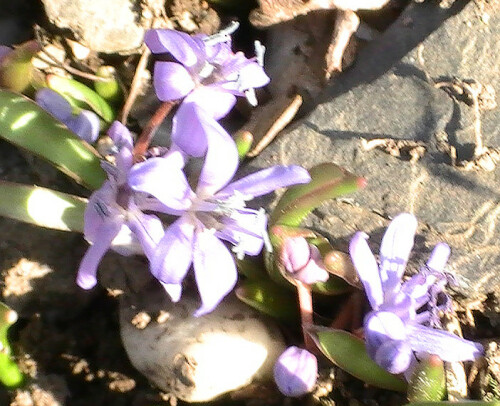 Blausterne gehören zu den Spargelgewächsen.
Als Geophyt bildet er als Überdauerungsorgan eine Zwiebel aus.
Die gesamte Pflanze ist giftig. Ihr Saft kann auf empfindlicher Haut zu Reizungen führen. Ihre nördlichste Verbreitungsgrenze in Deutschland liegt derzeitig bei Bonn.
http://de.wikipedia.org/wiki/Zweiblättriger_Blaustern



Aufnameort: Eiershausen Garten
Kamera: Digitaler Full-HD-Camcorder mit Touchscreen Medion Life