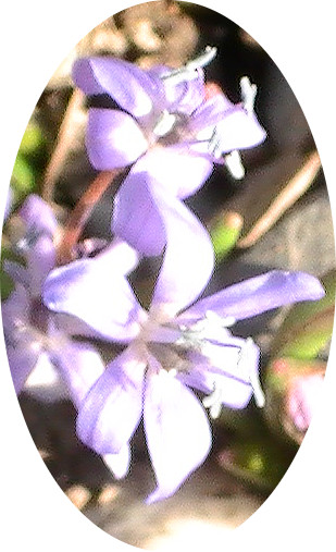 Scilla gehört zu den Spargelgewächsen.
http://de.wikipedia.org/wiki/Blausterne

Aufnameort: Eiershausen Garten
Kamera: Medion Digitaler Full-HD-Camcorder mit Touchscreen Medion Life