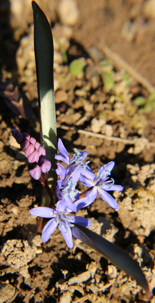 Der Zweiblättrige Blaustern(Scilla bifolia(L.)) gehört zu den Spargelgewächsen(Asperagaceae) und gehört
zu den Zwiebel-Geophyten.
https://de.wikipedia.org/wiki/Zweiblättriger_Blaustern

Aufnameort: Eiershausen Garten
Kamera: Canon EOS 700D