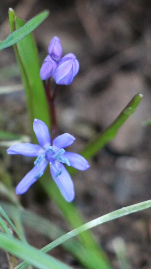 zweiblattriger-blaustern-scilla-bifolia-l-16386.jpeg