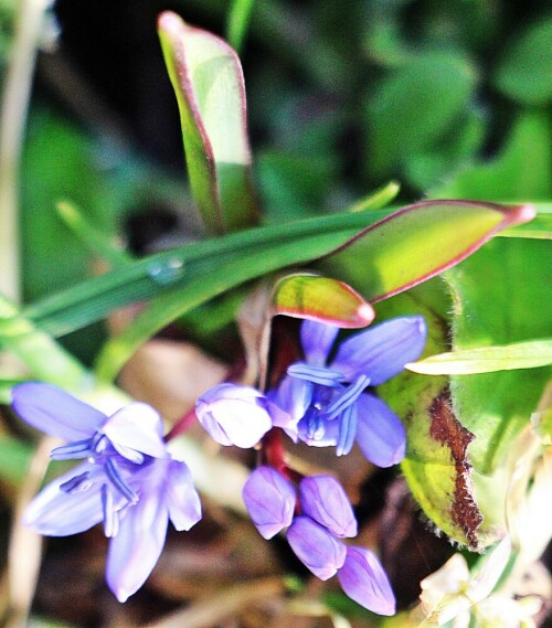 Die Blausterne gehören zu den Spargelgewächsen(Asparagaceae).
https://de.wikipedia.org/wiki/Blausterne

Aufnameort: Eiershausen Garten
Kamera: Canon EOS 1300D