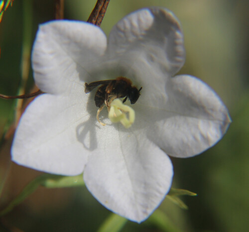 zweifarbige-sandbiene-andrena--17714.jpeg