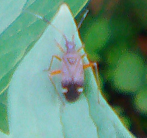 Eine Weichwanze, die auch wegen ihrer Antennen leichter erkannt werden kann.
http://www.insektenbox.de/wanzen/zweiwe.htm

Aufnameort: Eiershausen Garten
Kamera: Medion Digitaler Full-HD-Camcorder mit Touchscreen Medion Life