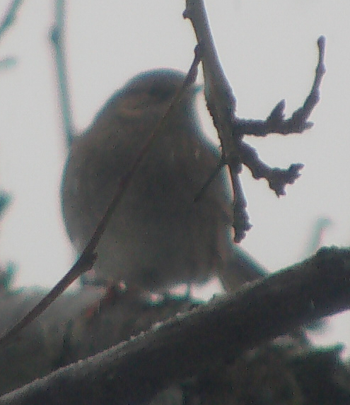 zwergammer-emberiza-pusilla-pallas-1776-30737.jpeg