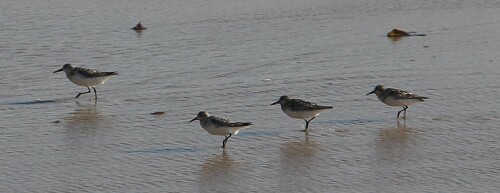 zwergstrandlaufer-calidris-minuta-leisler-1812-15442.jpeg