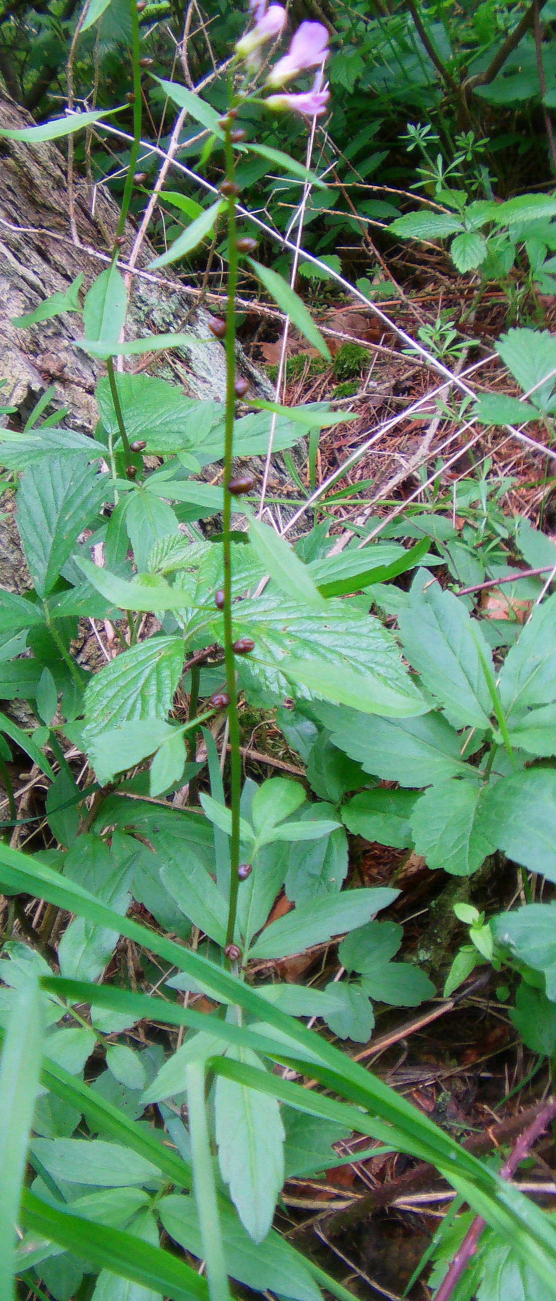 zwiebel-zahnwurz-cardamine-bulbifera-l-crantz-11861.jpeg