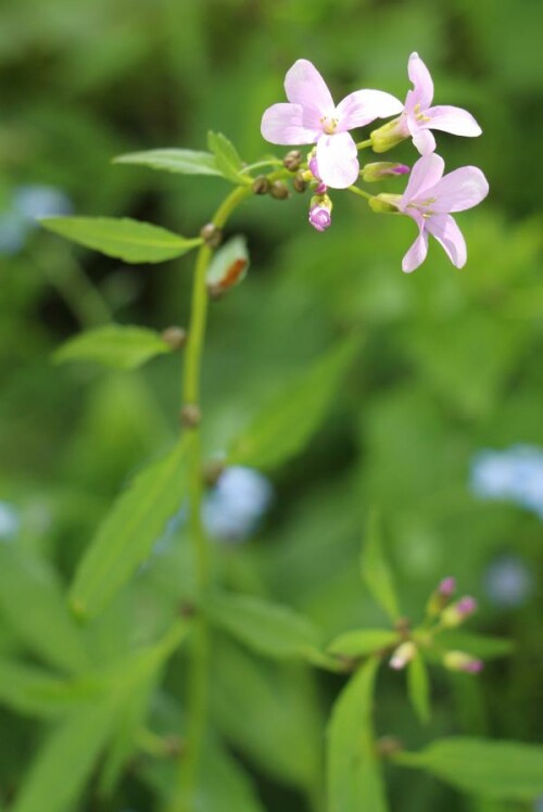 Die zwiebeltragend Zahnwurz wächst oft in Buchenwäldern und gilt als sommergrüner Geophyt mit einem ausläuferartigen Speicher-Rhizom.
http://de.wikipedia.org/wiki/Zwiebel-Zahnwurz

Aufnameort: Eiershausen Garten
Kamera: Canon EOS 700D