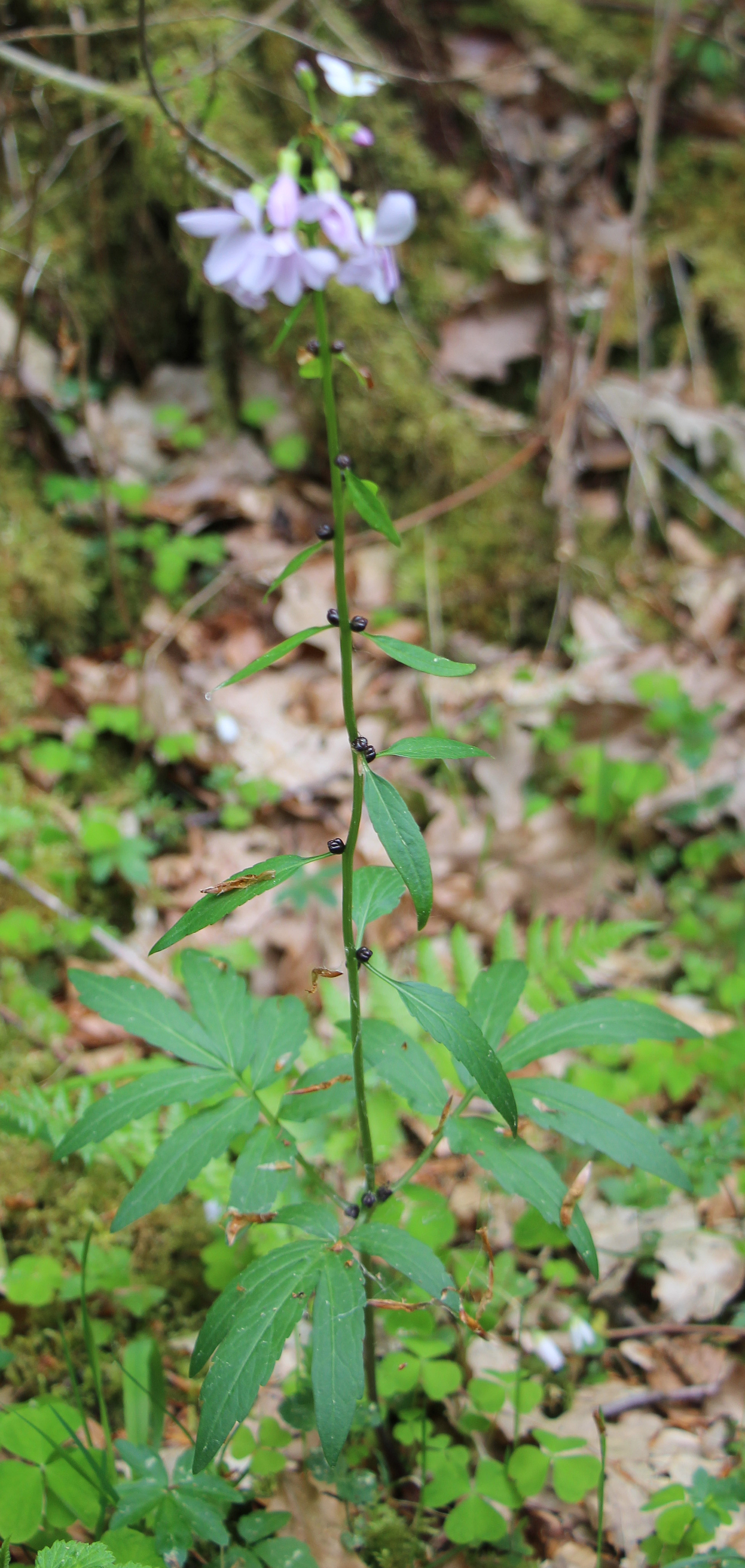 zwiebeltragende-zahnwurz-cardamine-bulbifera-l-17114.jpeg