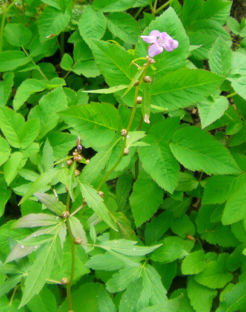 zwiebeltragende-zahnwurz-dentaria-bulbifera-l-18838.jpeg