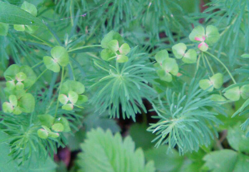 zypressen-wolfsmilch-euphorbia-cyparissias-l-12752.jpeg