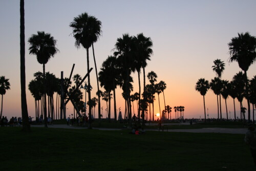 Palmen am Venice Beach