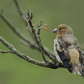 Kernbeisser_Coccothraustes-coccothraustes_20240604_0001_B1_Web