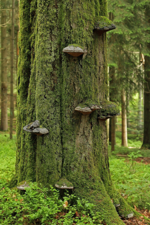 Totholz

Aufnahmeort: Odenwald
Kamera: Canon EOS 7D
Objektiv: Canon EF 50mm