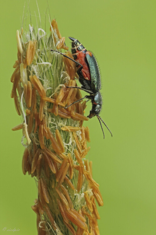 Zweifleckiger Zipfelkaäfer
(Malachius bipustulatus)

Aufnahmeort:	Odenwald
Kamera:		Canon EOS 60D
Objektiv:		Sigma Makro 150mm
Stativ, Kabelauslöser