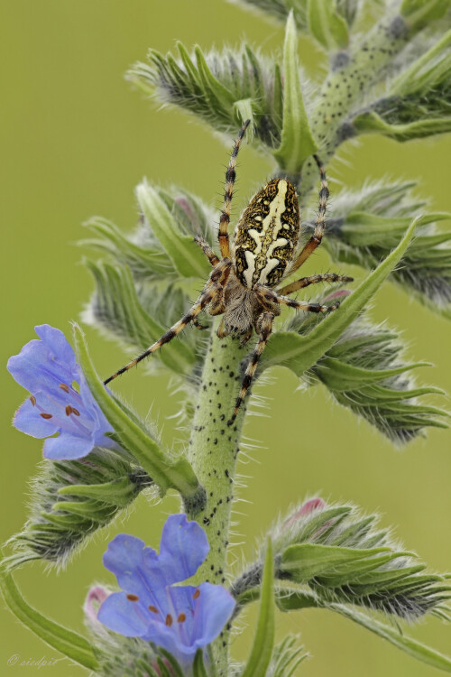 Eichblatt-Radspinne_Aculepeira-ceropegia_20240603_0005_B_Web.jpeg