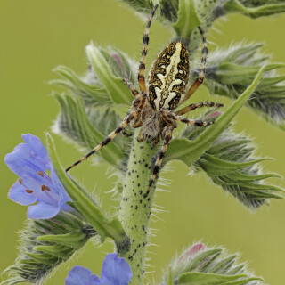 Eichblatt-Radspinne_Aculepeira-ceropegia_20240603_0005_B_Web