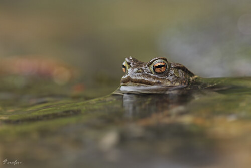 Aufnahmeort:	Odenwald	
Kamera:	Canon	EOS 60D
Objektiv:	Sigma Makro	150mm
Stativ, Kabelauslöser		
		
# 00016