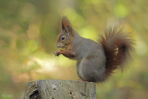 Aufnahmeort:	Odenwald	
Kamera:	Canon	EOS 7D
Objektiv:	Canon	100-400mm
Stativ		
		
# 00003