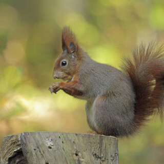 Eurasisches-Eichhoernchen_Sciurus-vulgaris_20211025_0019_B_Web