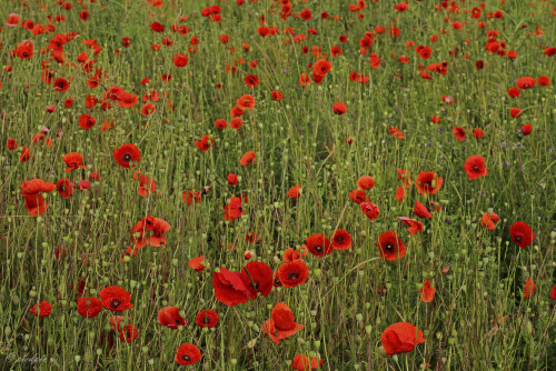 Klatschmohn_Papaver-rhoeas_20240612_0001_B_Web.jpeg