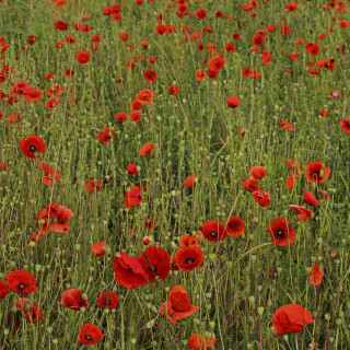 Klatschmohn_Papaver-rhoeas_20240612_0001_B_Web