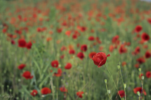 Klatschmohn_Papaver-rhoeas_20240612_0002_B1_F-Mitternacht_Web.jpeg