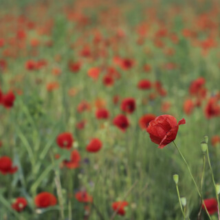 Klatschmohn_Papaver-rhoeas_20240612_0002_B1_F-Mitternacht_Web