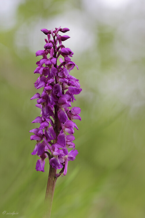 Aufnahmeort:	Odenwald	
Kamera:	Canon	EOS 60D
Objektiv:	Sigma Makro	150mm
Stativ, Kabelauslöser		
		
# 00014

© Alle von mir veröffentlichten Bilder unterliegen dem Urheberrecht und dürfen ohne meine schriftliche Genehmigung nicht verwendet werden.