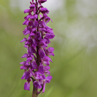 Maennliches-Knabenkraut_Orchis-mascula_20240416_0012_B_1_Web