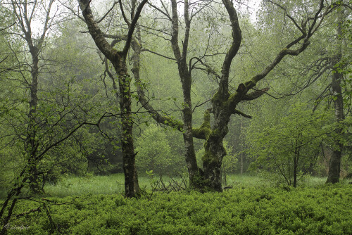 Aufnahmeort:	Rhön	
Kamera:	Canon	EOS 7D
Objektiv:	Canon	EF 17-40mm
Stativ, Polfilter, Kabelauslöser

# 00012