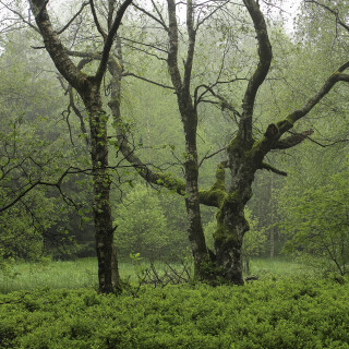 Rotes-Moor_20240522_0006_B_HDR-Soft_Web