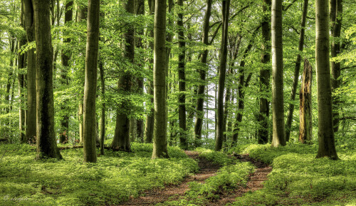 Waldweg_20240503_0006_B1_HDR-malerisch_1_Web.jpeg