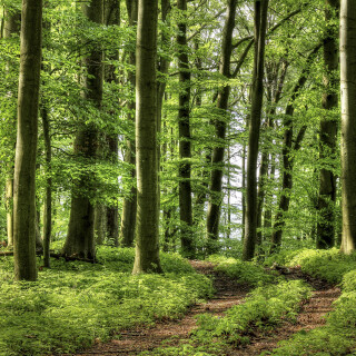 Waldweg_20240503_0006_B1_HDR-malerisch_1_Web