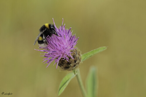 Dunkle Erdhummel, Bombus terrestris, Buff-tailed bumblebee

Aufnahmeort:	Odenwald	
Kamera:	Canon	EOS 60D
Objektiv:	Sigma Makro	150mm
Stativ		
		
# 00026

© Alle von mir veröffentlichten Bilder unterliegen dem Urheberrecht und dürfen ohne meine schriftliche Genehmigung nicht verwendet werden.