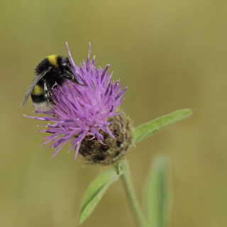 Dunkle-Erdhummel_Bombus-terrestris_20230714_0001_B_Web