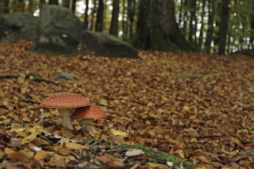 Aufnahmeort:	Odenwald	
Kamera:	Canon	EOS 60D
Objektiv:	Canon	EF 17-40mm
Stativ, Kabelauslöser		
		
# 00020