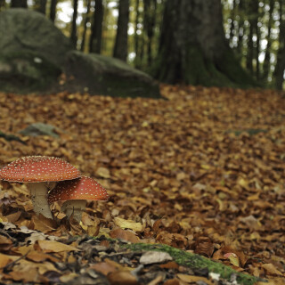 Fliegenpilz_Amanita-muscaria_20231108_0004_B_Web