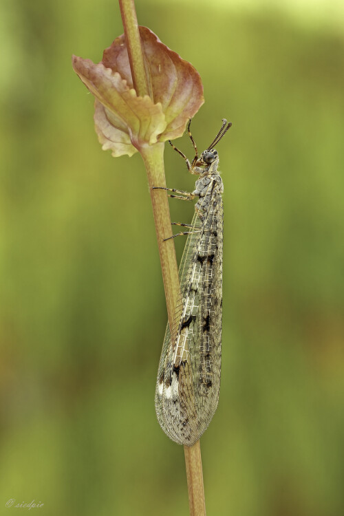 Geflecktflüglige Ameisenjungfer, Euroleon nostras, Suffolk antlion

Aufnahmeort:	Odenwald	
Kamera:	Canon	EOS 60D
Objektiv:	Sigma Makro	150mm
Stativ, Kabelauslöser
		
# 00030

© Alle von mir veröffentlichten Bilder unterliegen dem Urheberrecht und dürfen ohne meine schriftliche Genehmigung nicht verwendet werden.