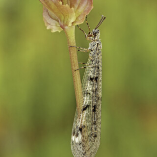 Geflecktflueglige-Ameisenjungfer_Euroleon-nostras_20200725_0001_B_Web