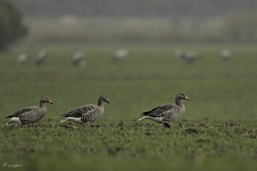 Graugans, Anser anser, Gray goose

Aufnahmeort:	Mecklenburg-Vorpommern	
Kamera:	Canon	EOS 60D
Objektiv:	Canon	EF 500mm + 1,4x
Stativ		
		
# 00025