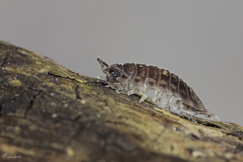 Kellerassel, Porcellio scaber, Pill bug

Aufnahmeort:	Odenwald	
Kamera:	Canon	EOS 60D
Objektiv:	Sigma Makro	150mm
		
# 00032

© Alle von mir veröffentlichten Bilder unterliegen dem Urheberrecht und dürfen ohne meine schriftliche Genehmigung nicht verwendet werden.