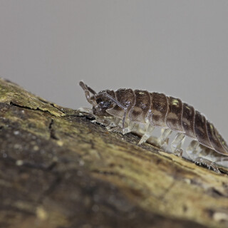 Kellerassel_Porcellio-scaber_20170526_0005_B_1_Web