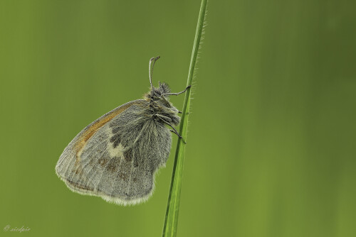 Aufnahmeort:	Odenwald	
Kamera:	Canon	EOS 60D
Objektiv:	Sigma Makro	150mm
Stativ, Kabelauslöser		
		
# 00019