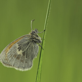 Kleines-Wiesenvoegelchen_Coenonympha-pamphilus_20240515_0013_B_Web