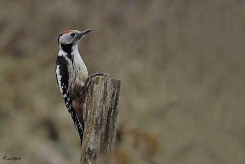 Aufnahmeort:	Odenwald	
Kamera:	Canon	EOS 7D
Objektiv:	Canon	100-400mm
				
# 00018